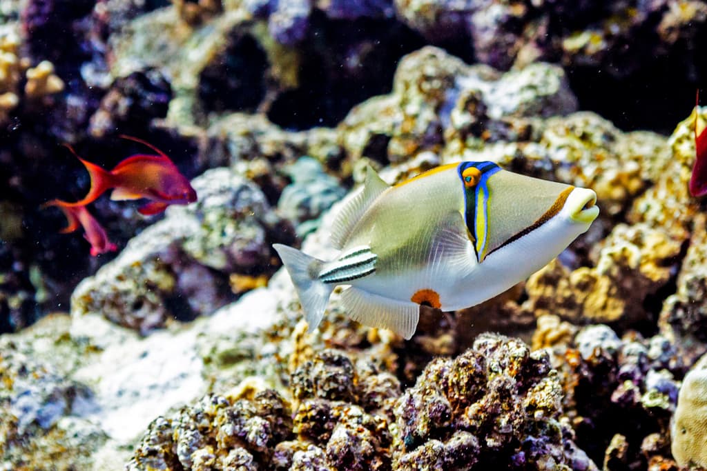 Assasi Triggerfish in a marine aquarium