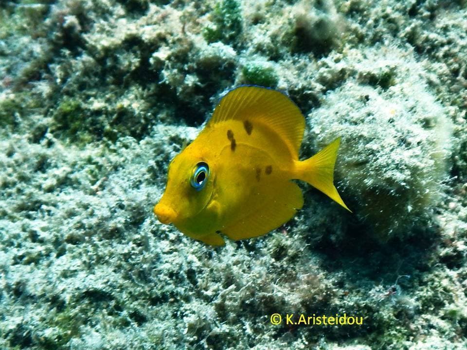 Atlantic Blue Tang in a marine aquarium