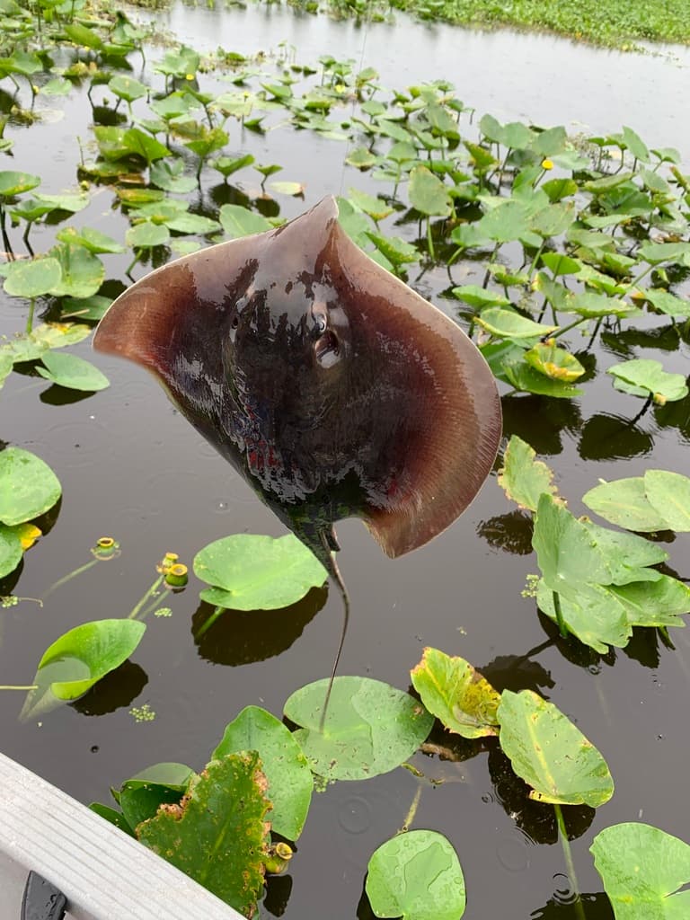 Atlantic Stingray in a marine aquarium