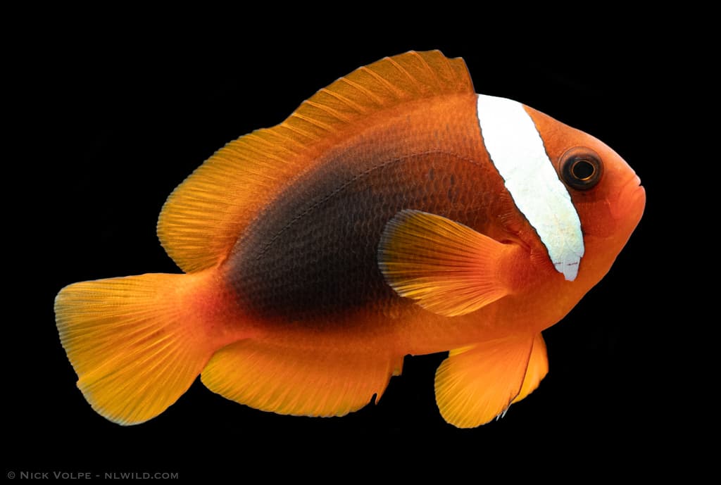 Australian Clownfish in a marine aquarium