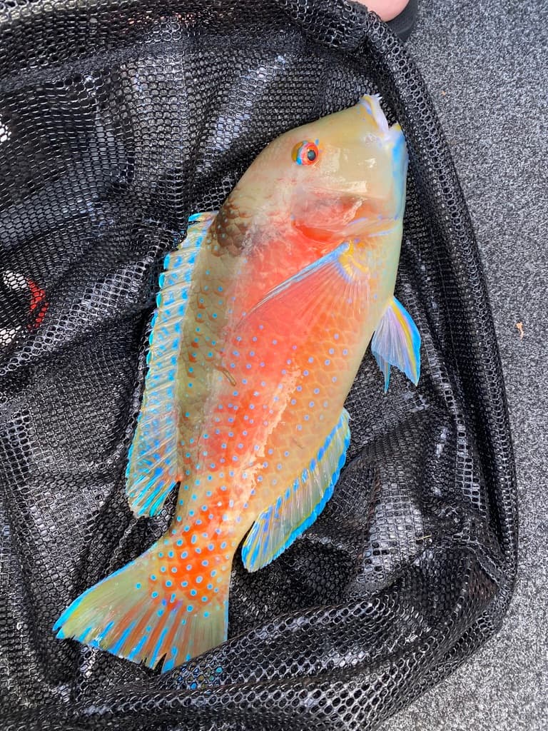 Australian Harlequin Tusk wrasse displaying vibrant blue and orange coloration