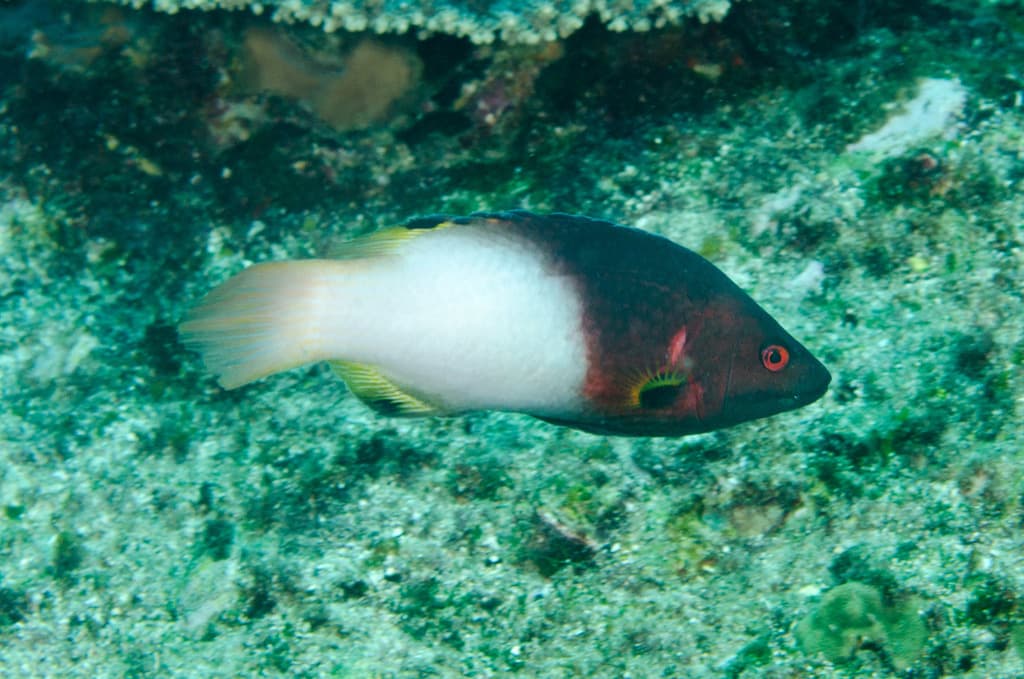 Axilspot Hogfish in a marine aquarium