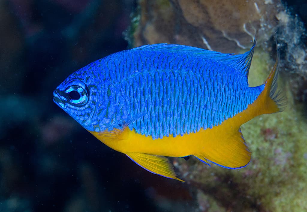 Azure Damselfish