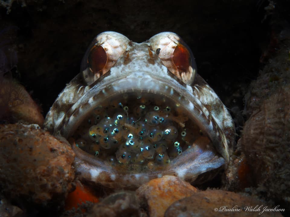 Banded Jawfish in a marine aquarium