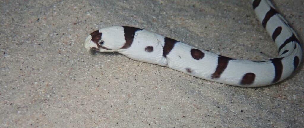 Banded Snake Eel in a marine aquarium