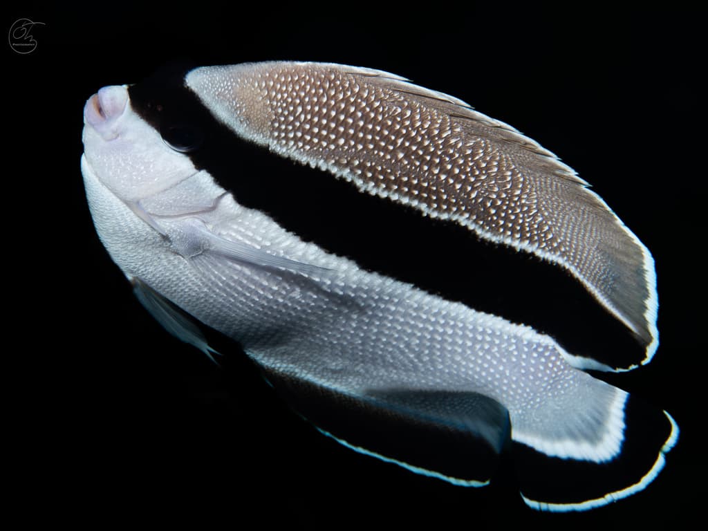 Bandit Angelfish in a marine aquarium