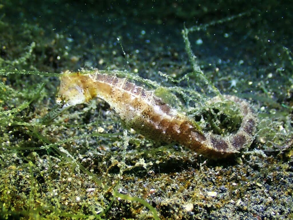 Barbour's Seahorse in a marine aquarium