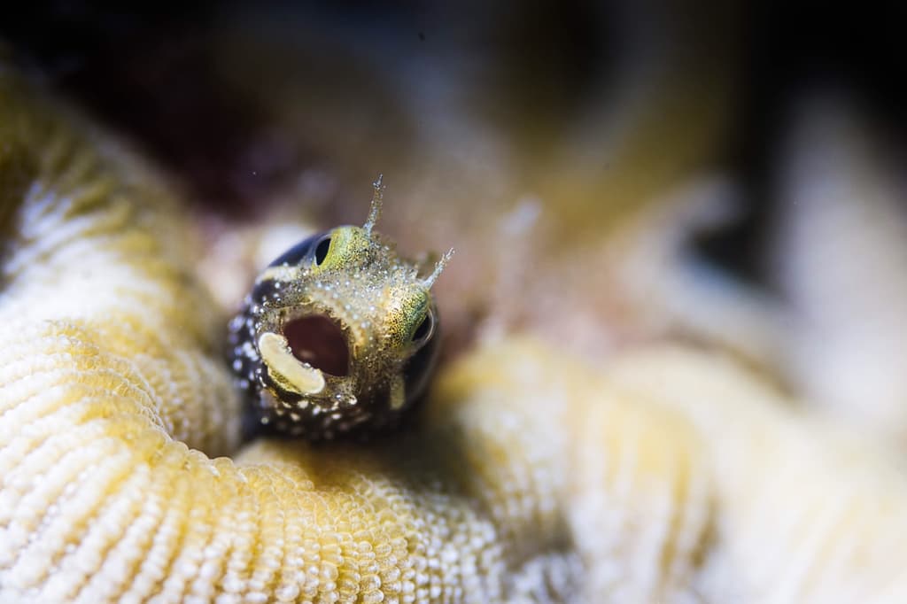 Barnacle Blenny peering from its tube shelter