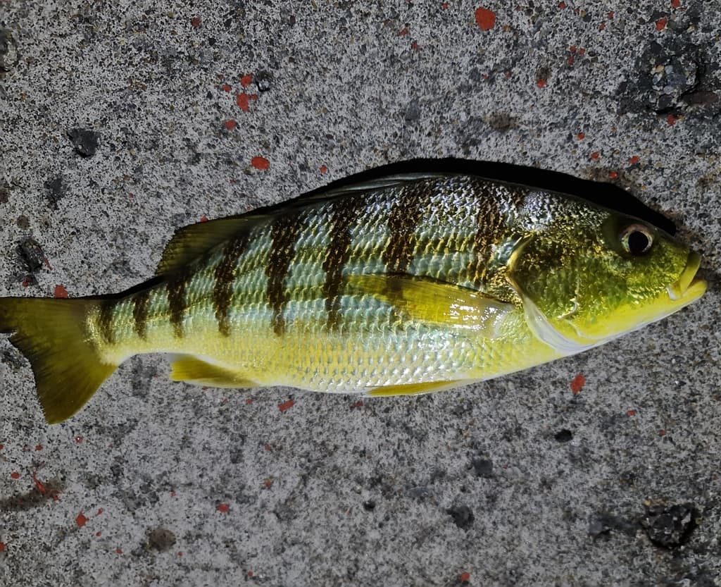 Barred Grunt displaying characteristic vertical bars