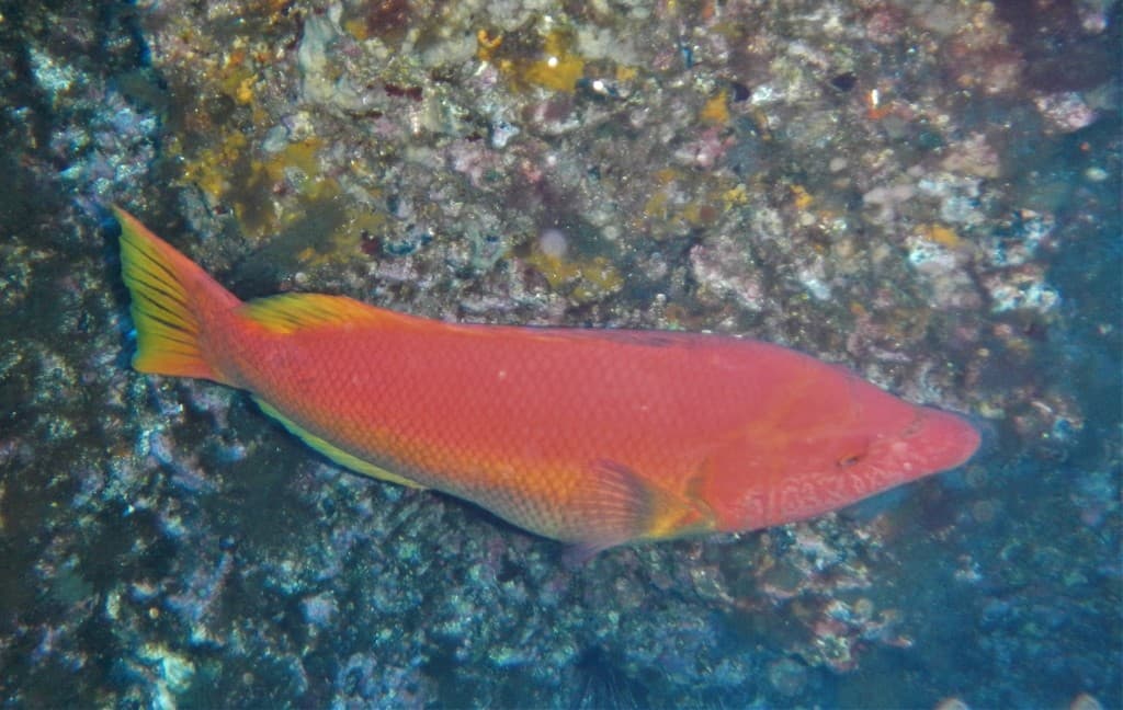 Barred Hogfish in a marine aquarium
