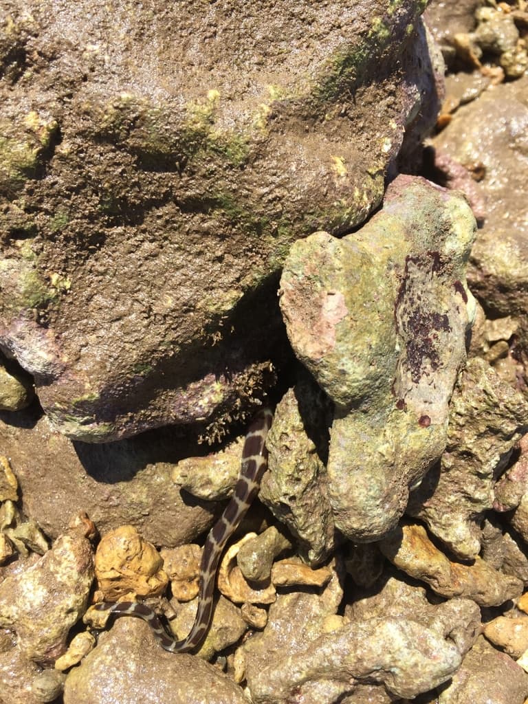 Barred Moray Eel showing distinctive banded pattern among reef rocks