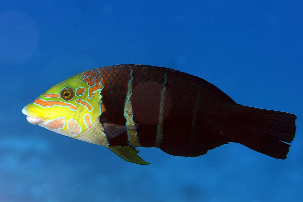 Barred Thicklip Wrasse showing distinctive thick lips and barred pattern