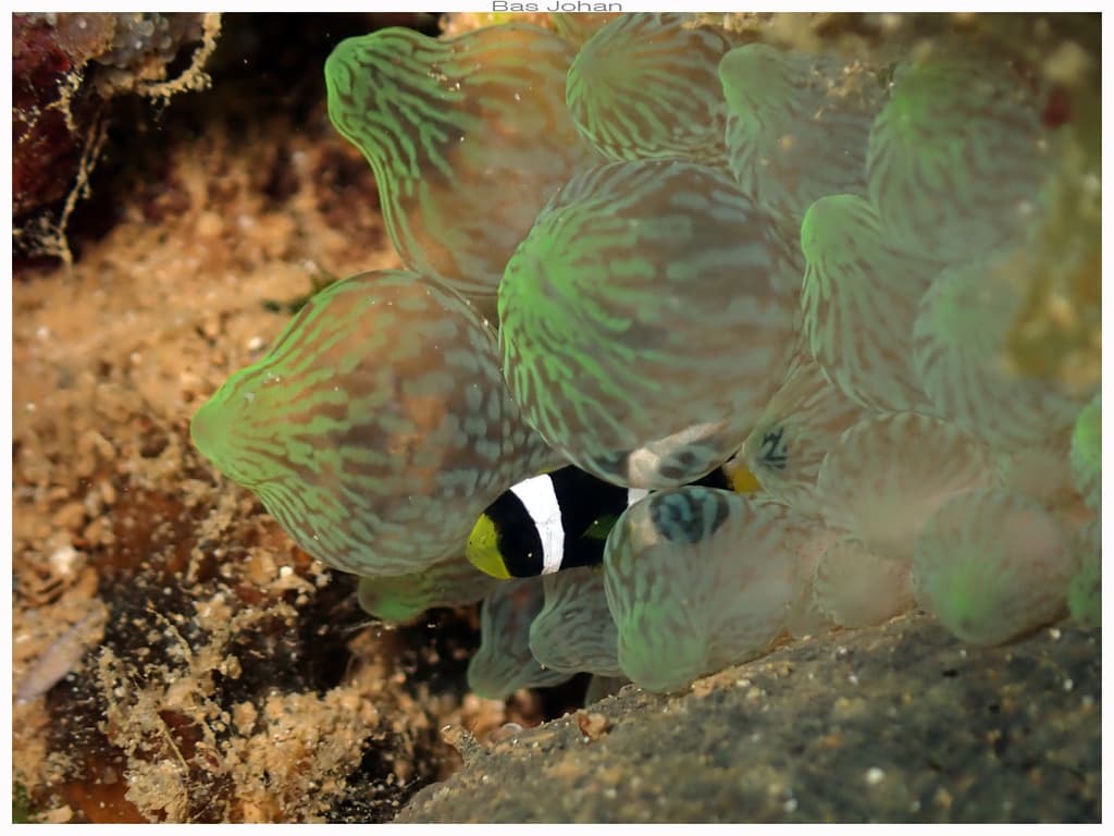 Barrier Reef Clownfish in a marine aquarium