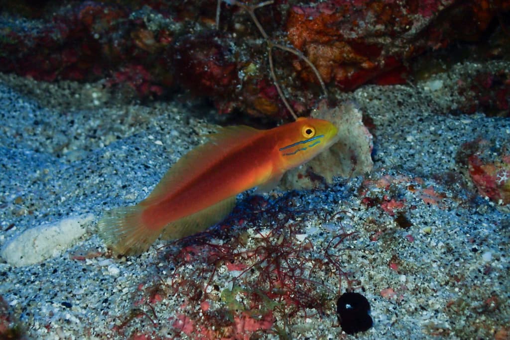 Bella Goby in a marine aquarium