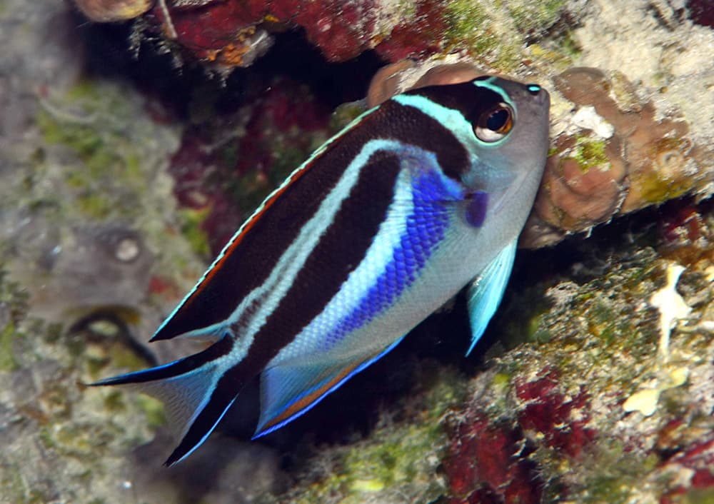 Bellus Angelfish in a marine aquarium