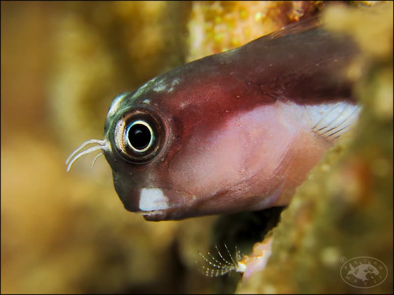 Bicolor Blenny