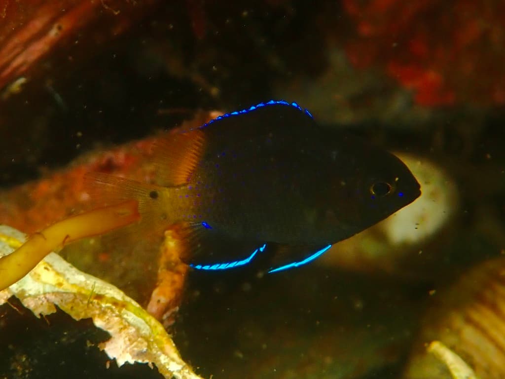 Bicolor Damselfish in a marine aquarium
