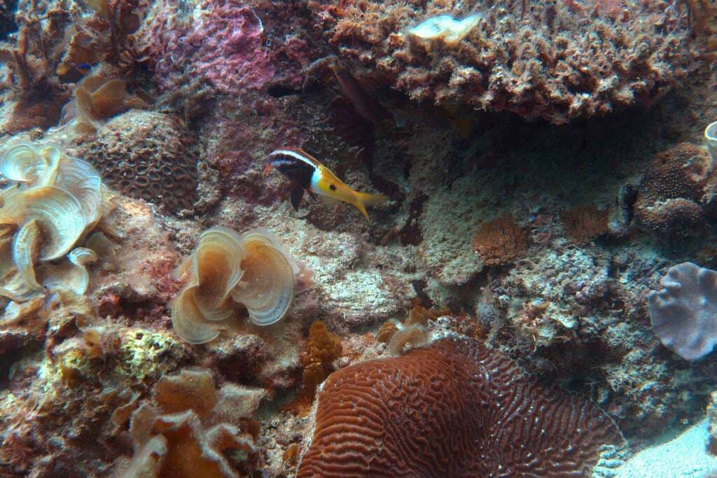 Bicolor Goatfish showing distinctive two-toned coloration in a marine aquarium
