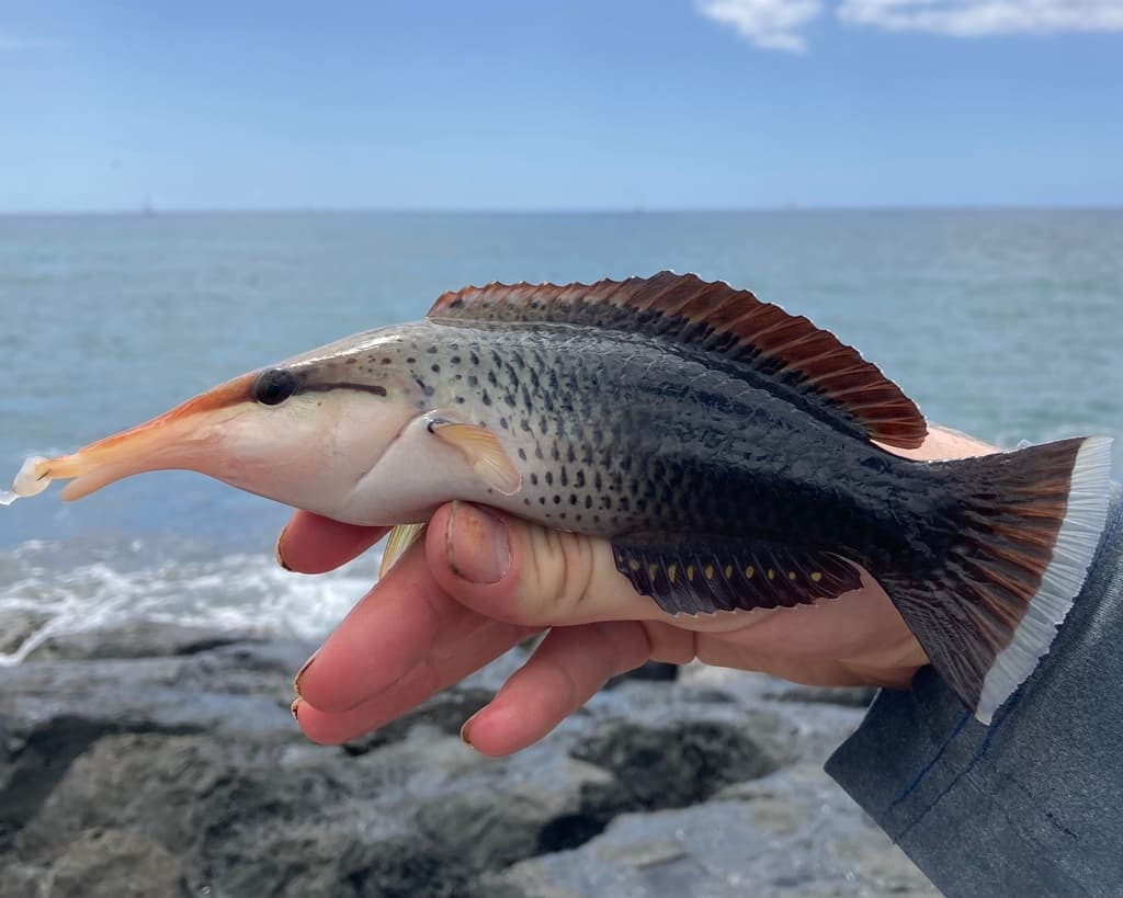 Bird Wrasse in a marine aquarium