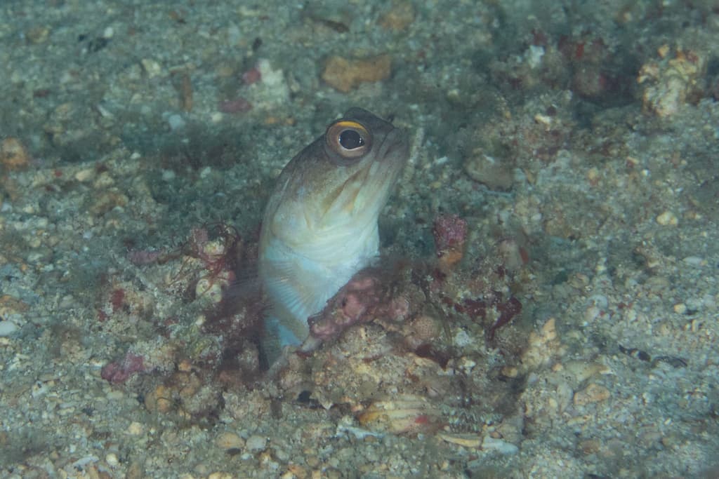 Black Cap Jawfish hovering above its burrow in a marine aquarium