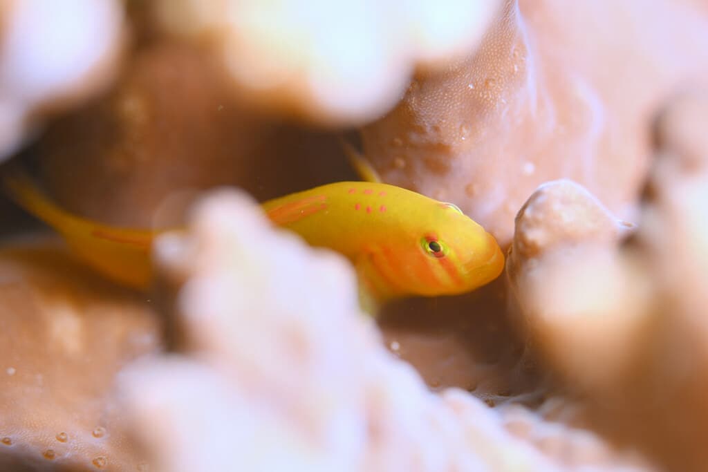 Black Clown Goby in a marine aquarium