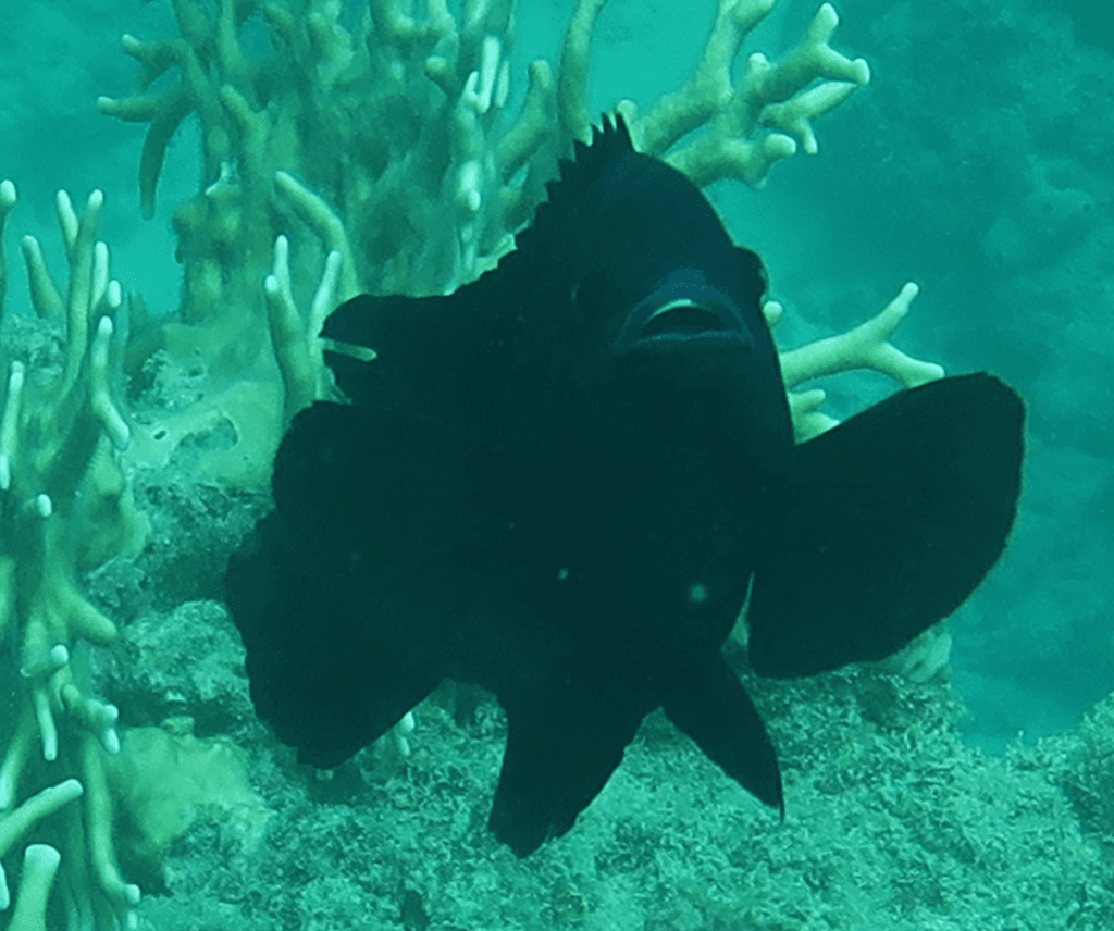 Black Damselfish in a marine aquarium