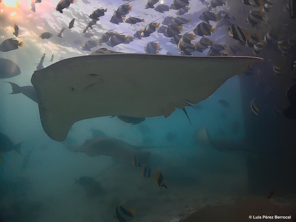 Black Diamond Stingray in a marine aquarium
