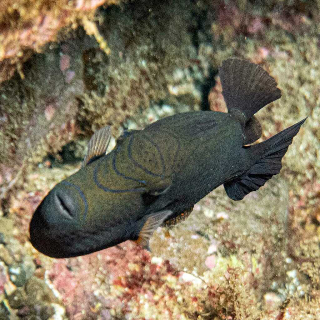 Black Durgeon in a marine aquarium