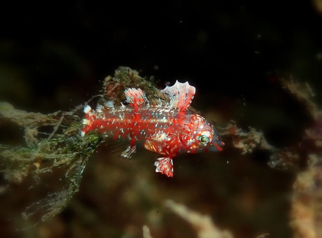 Black Leopard Wrasse displaying spotted pattern in a reef aquarium