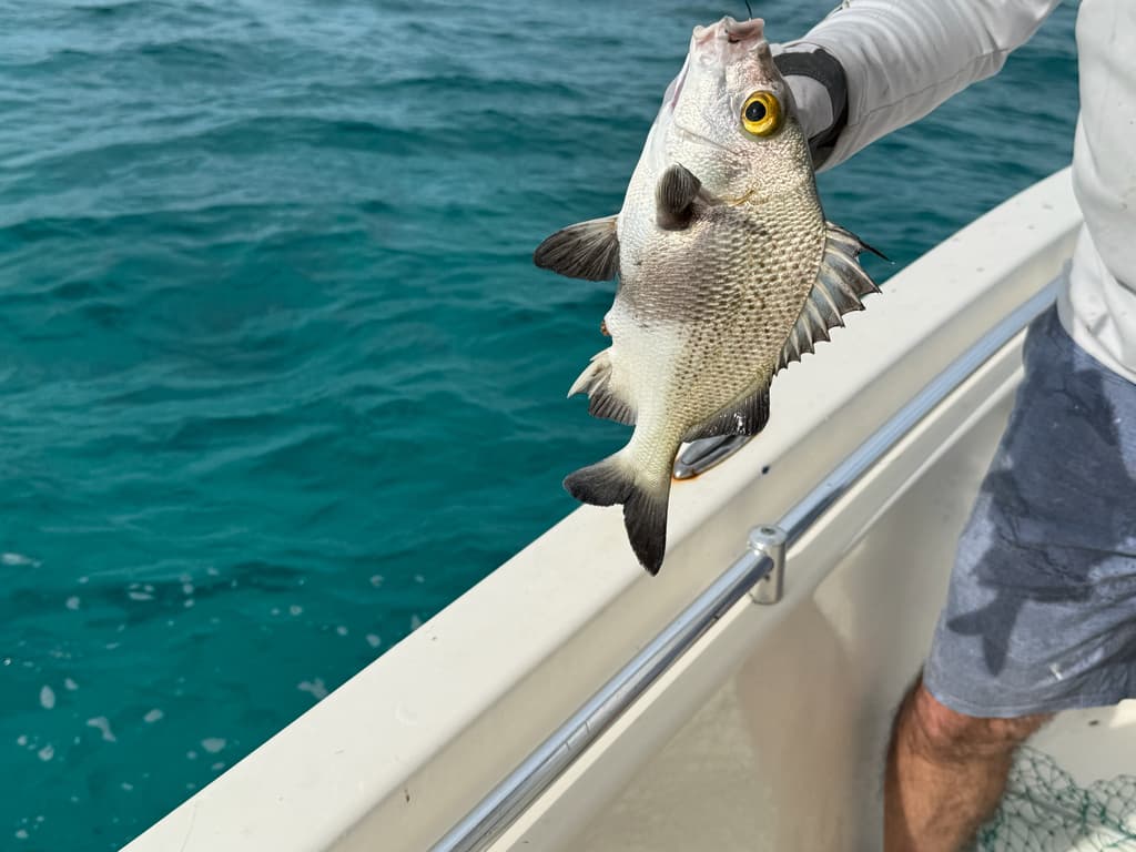 Black Margate swimming near a coral reef