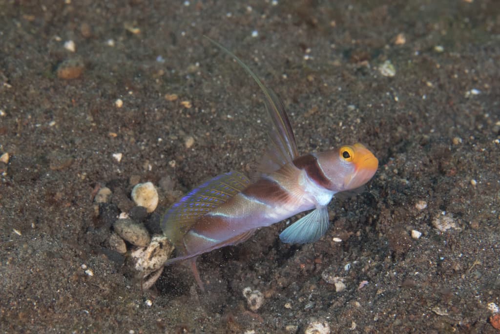 Black Ray Shrimp Goby in a marine aquarium