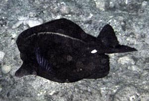 Black Tang in a marine aquarium