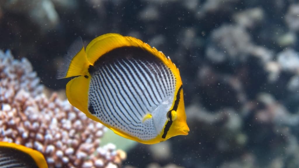 Blackback Butterflyfish displaying its distinctive dark dorsal patch
