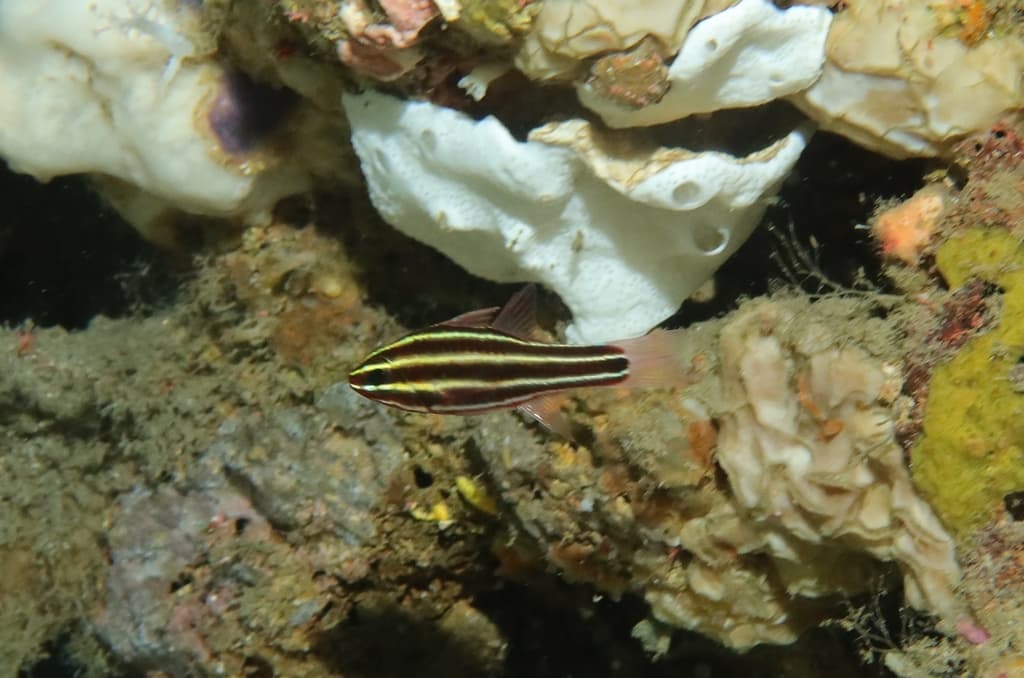 Blackbelt Cardinalfish in a marine aquarium