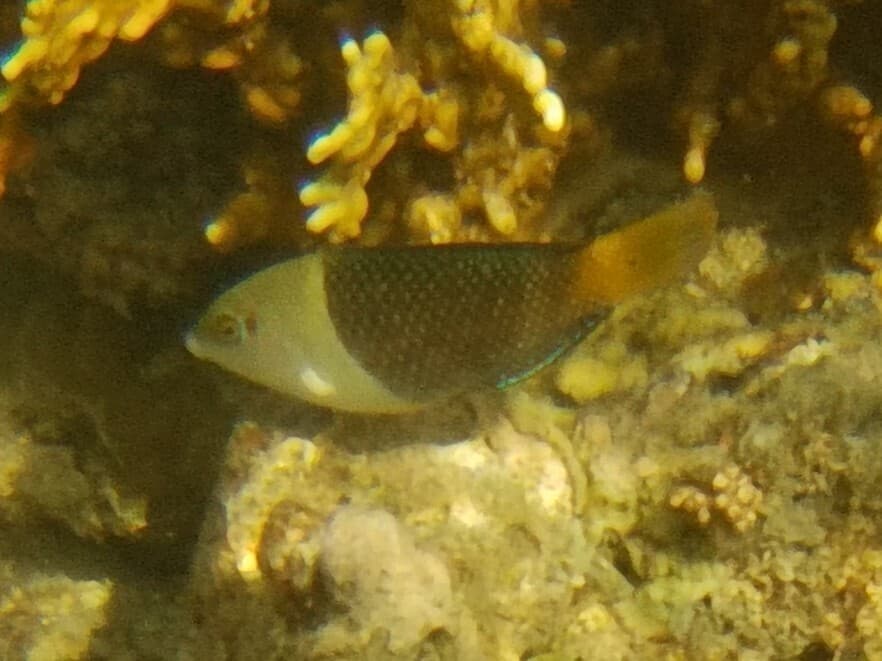 Blackeye Thicklip Wrasse displaying its characteristic thick lips and half-and-half coloration