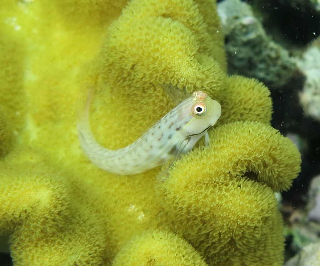 Blackspot Blenny in a marine aquarium