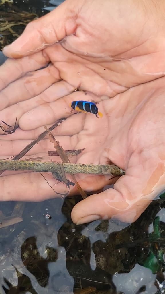 Blue Angel in a marine aquarium