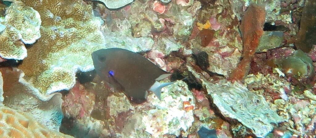 Blue Axil Chromis in a marine aquarium