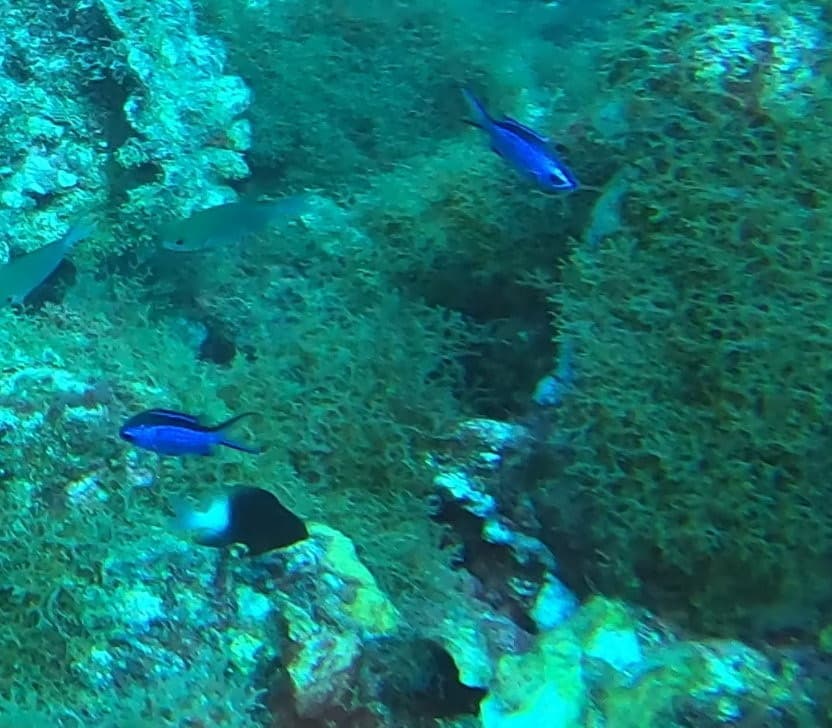 Blue Chromis in a marine aquarium