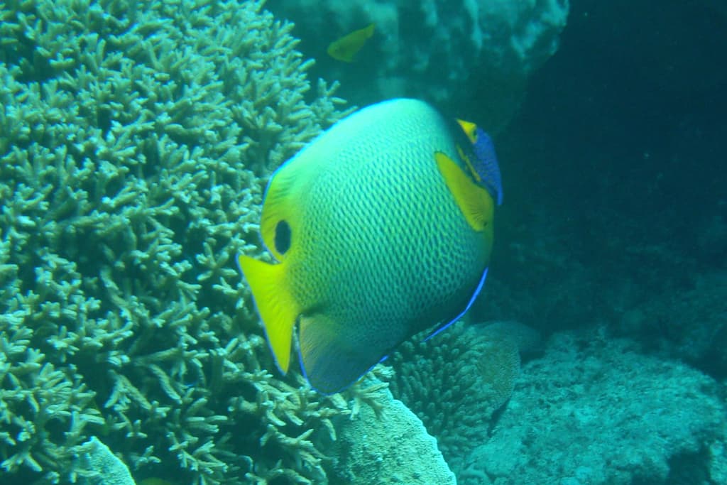 Blue-Faced Angelfish in a marine aquarium