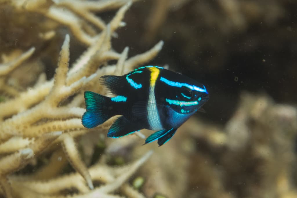 Blue-green Damsel in a marine aquarium
