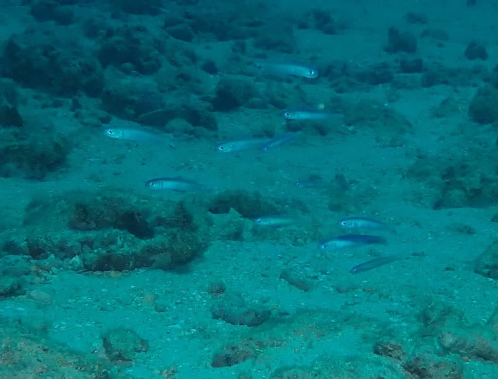 Blue Gudgeon Dartfish in a marine aquarium