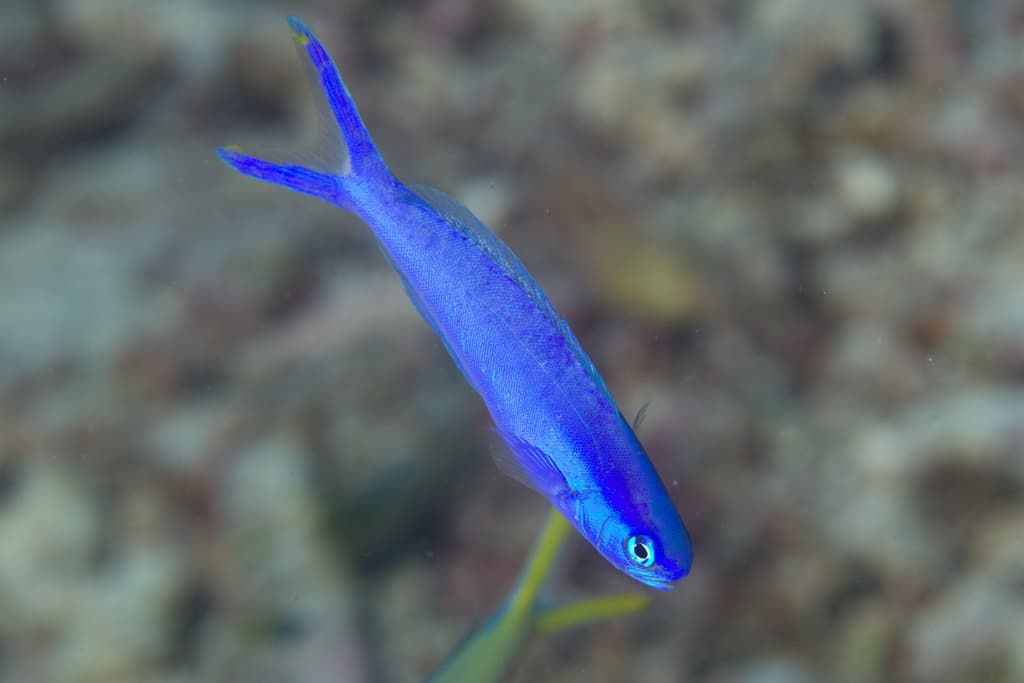 Blue-Head Tilefish showing blue head and yellow body
