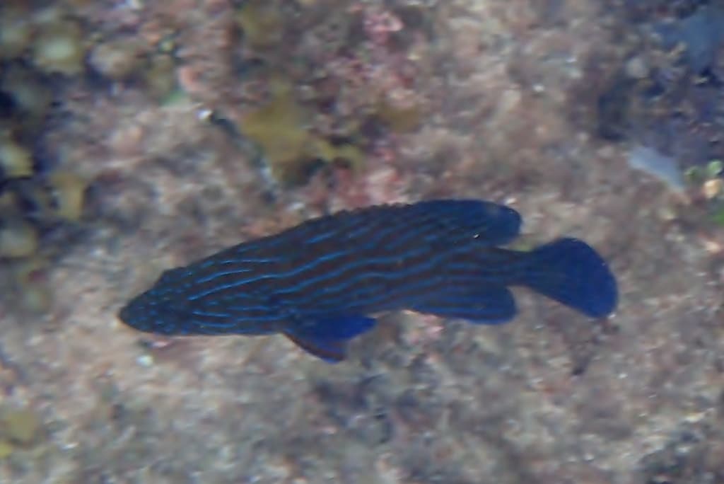 Blue-line Grouper in a marine aquarium