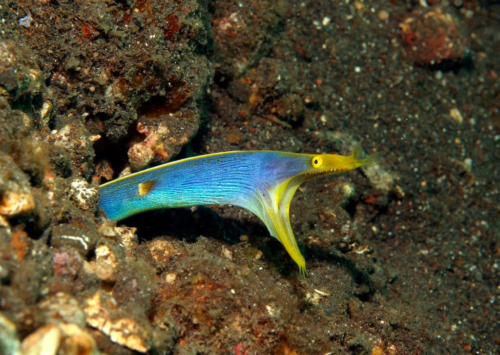 Blue Ribbon Eel in a marine aquarium