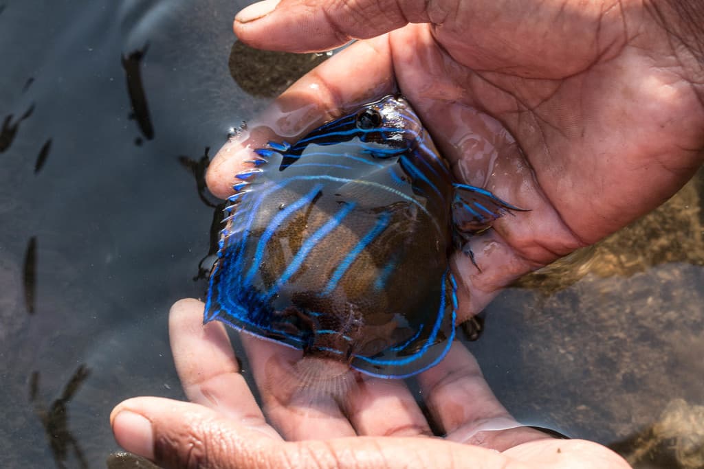 Blue Ring Angelfish in a marine aquarium