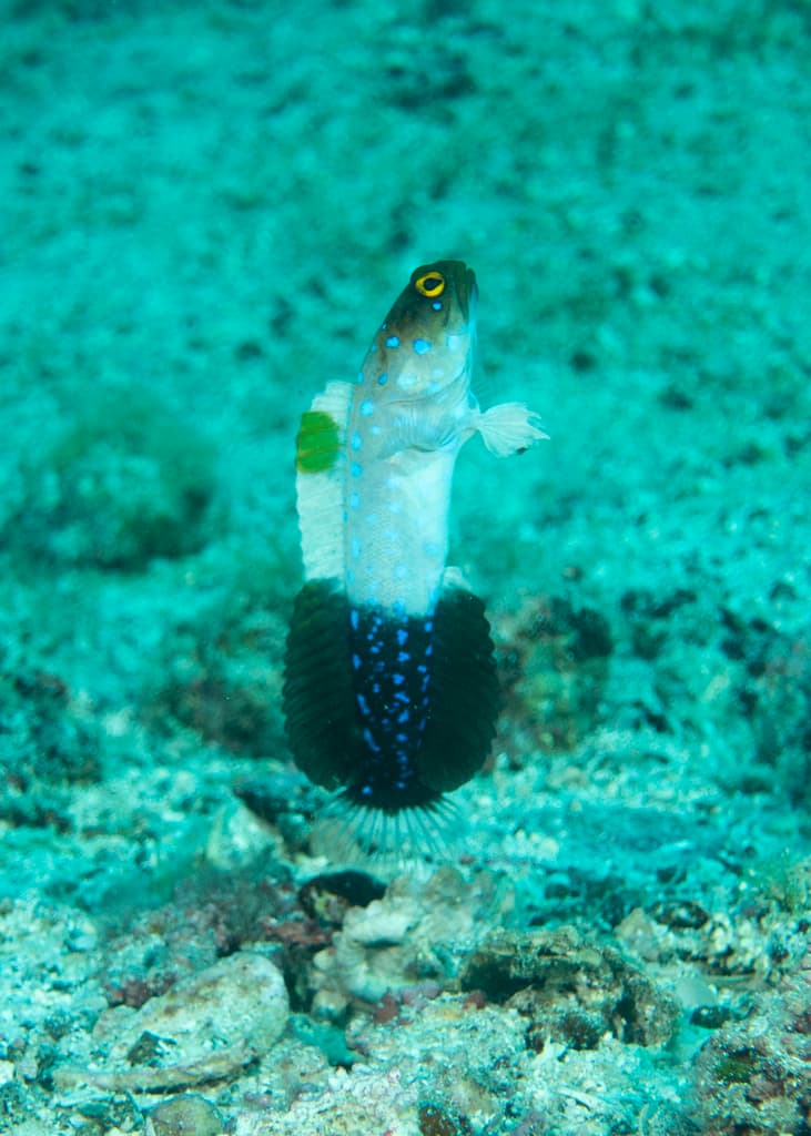 Blue Spotted Jawfish