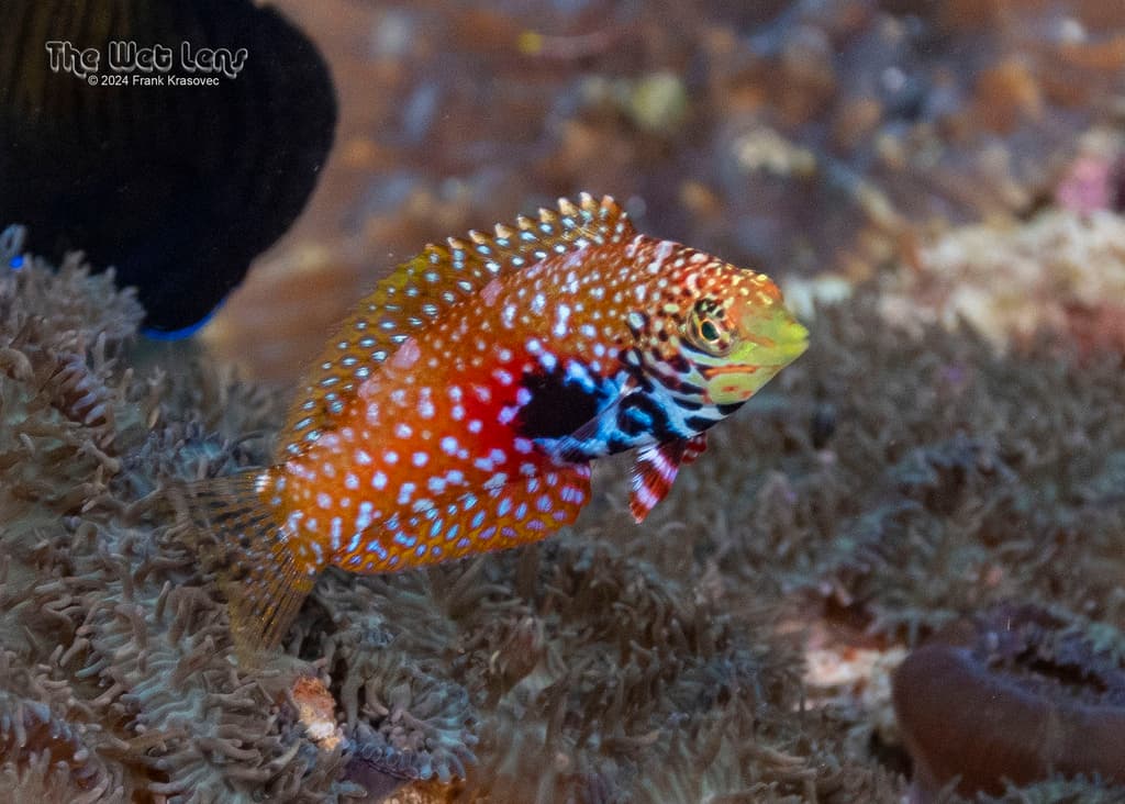 Blue Star Leopard Wrasse in a marine aquarium