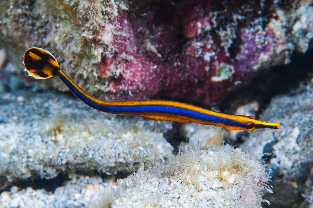 Blue Stripe Pipefish in a marine aquarium