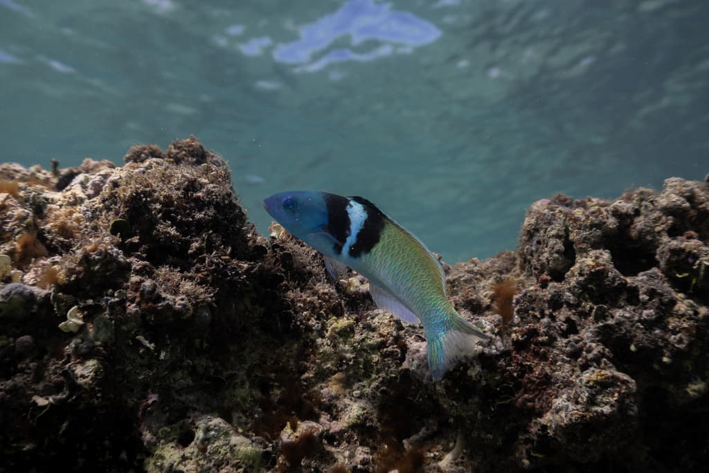 Bluehead Wrasse in a marine aquarium